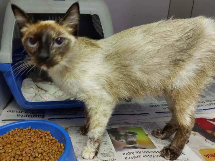 Gato raça SRD idade 7 a 11 meses nome Isis