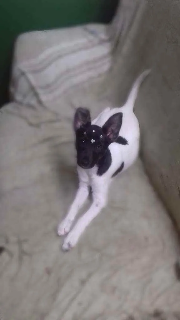 Cachorro ra a Não sei idade 2 a 6 meses nome Jade