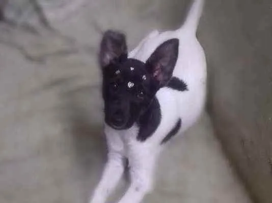 Cachorro ra a Não sei idade 2 a 6 meses nome Jade