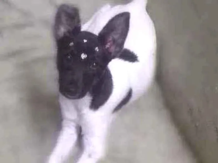 Cachorro ra a Não sei idade 2 a 6 meses nome Jade
