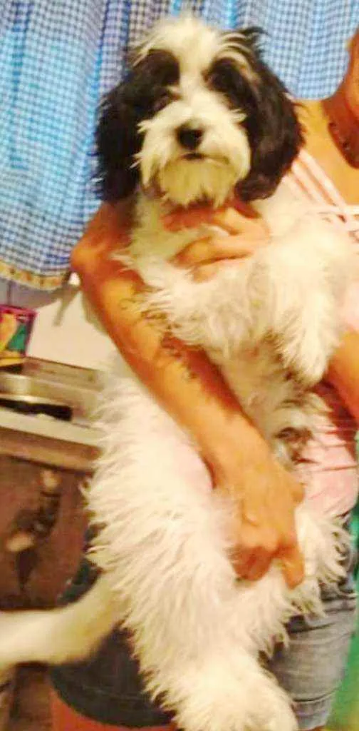 Cachorro raça SRD idade 2 a 6 meses nome NINA