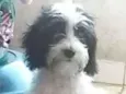 Cachorro raça SRD idade 2 a 6 meses nome NINA