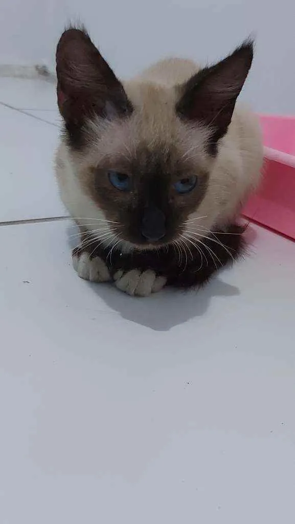 Gato ra a vira lata idade 2 a 6 meses nome sem nome 