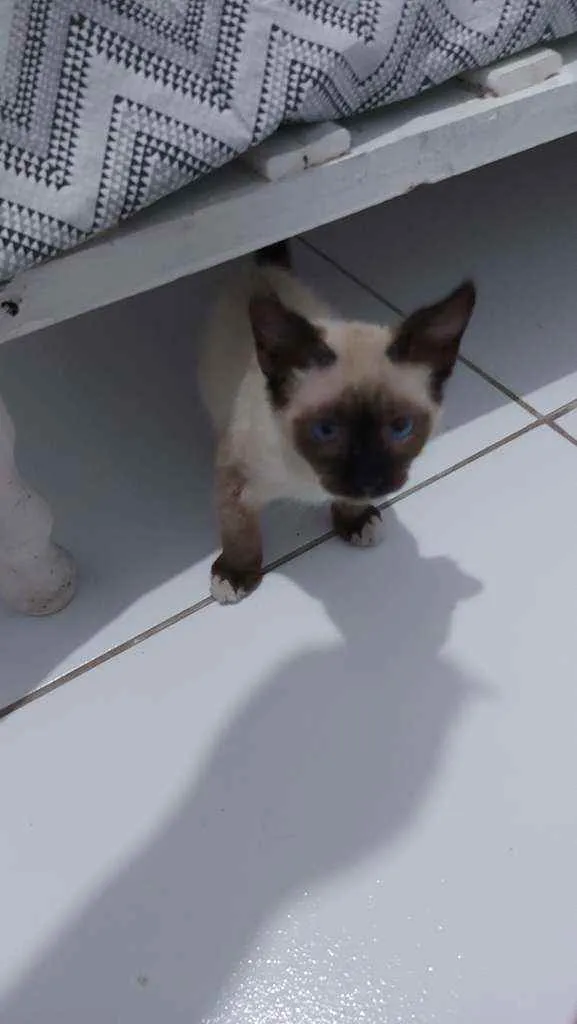 Gato ra a vira lata idade 2 a 6 meses nome sem nome 