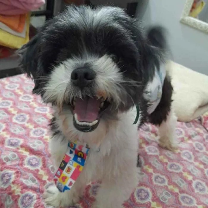 Cachorro ra a Lhasa apso idade 3 anos nome Bento
