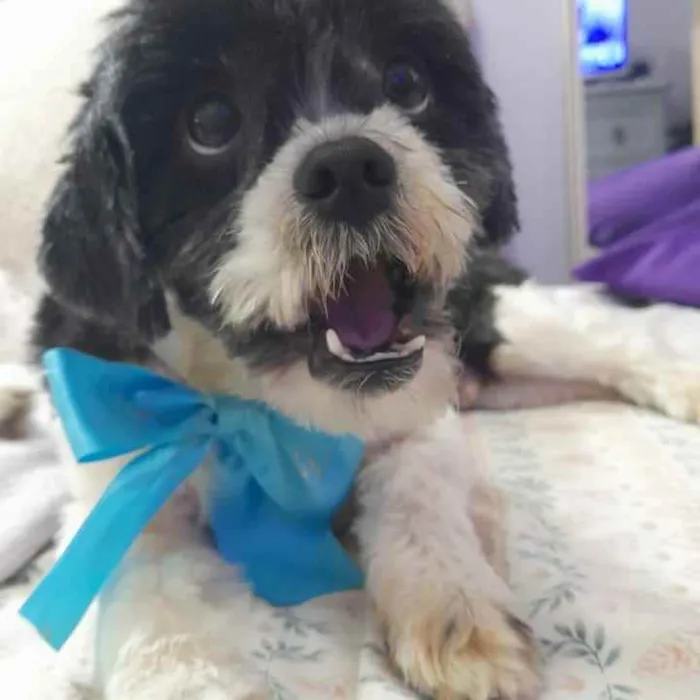 Cachorro ra a Lhasa apso idade 3 anos nome Bento
