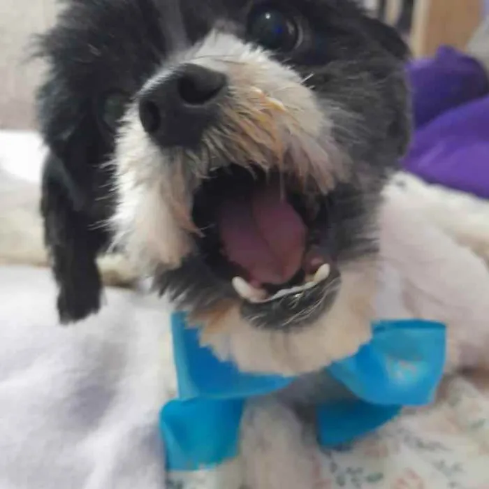 Cachorro ra a Lhasa apso idade 3 anos nome Bento