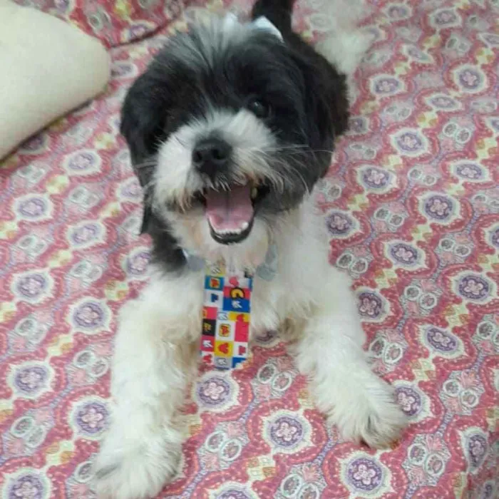Cachorro ra a Lhasa apso idade 3 anos nome Bento