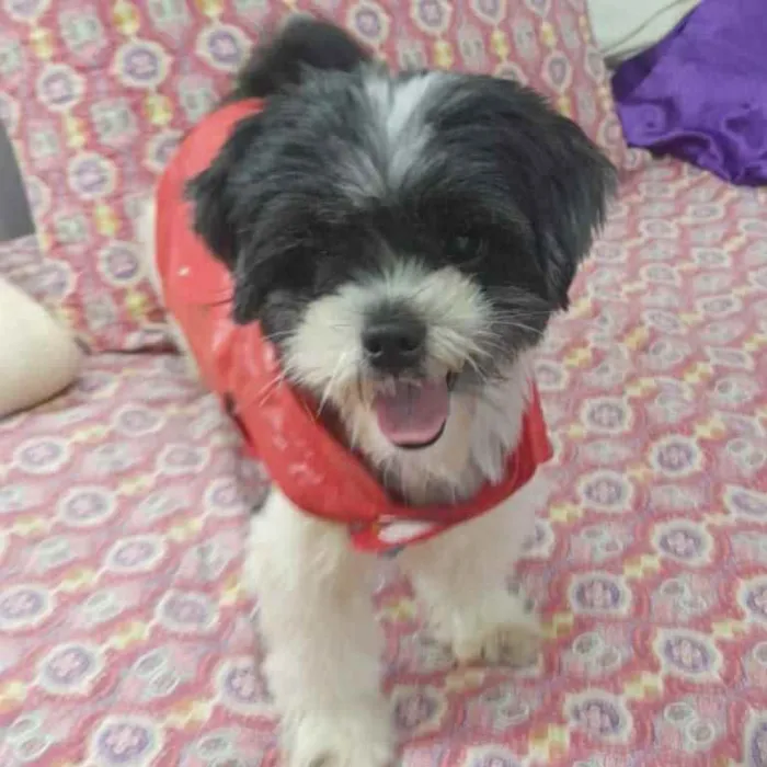Cachorro ra a Lhasa apso idade 3 anos nome Bento