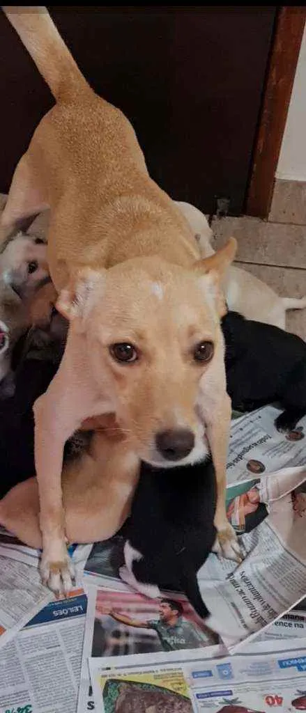 Cachorro raça SRD idade 2 anos nome MEL