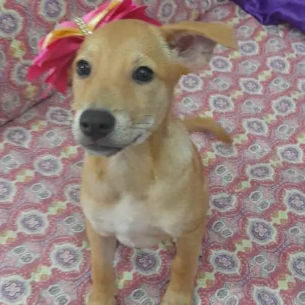 Cachorro ra a Srd idade 3 anos nome Juliette
