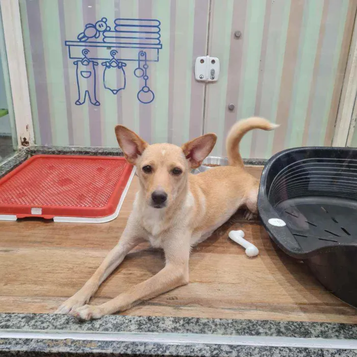 Cachorro raça SRD idade 2 anos nome MEL