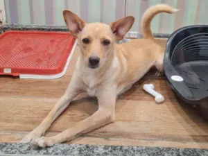 Cachorro raça SRD idade 2 anos nome MEL