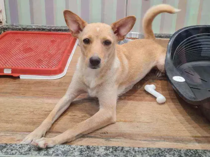 Cachorro raça SRD idade 2 anos nome MEL