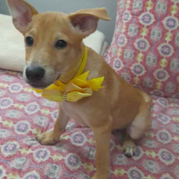 Cachorro ra a Srd idade 3 anos nome Juliette