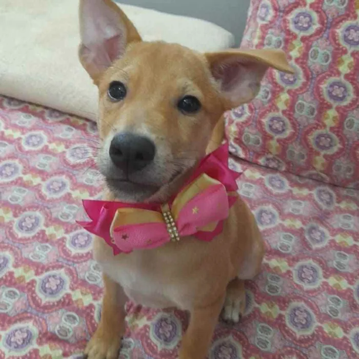 Cachorro ra a Srd idade 3 anos nome Juliette