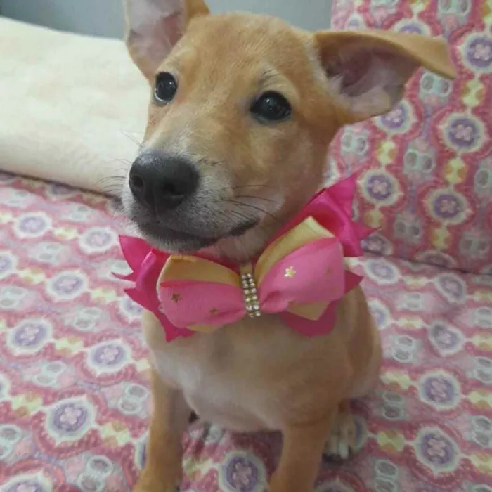 Cachorro ra a Srd idade 3 anos nome Juliette