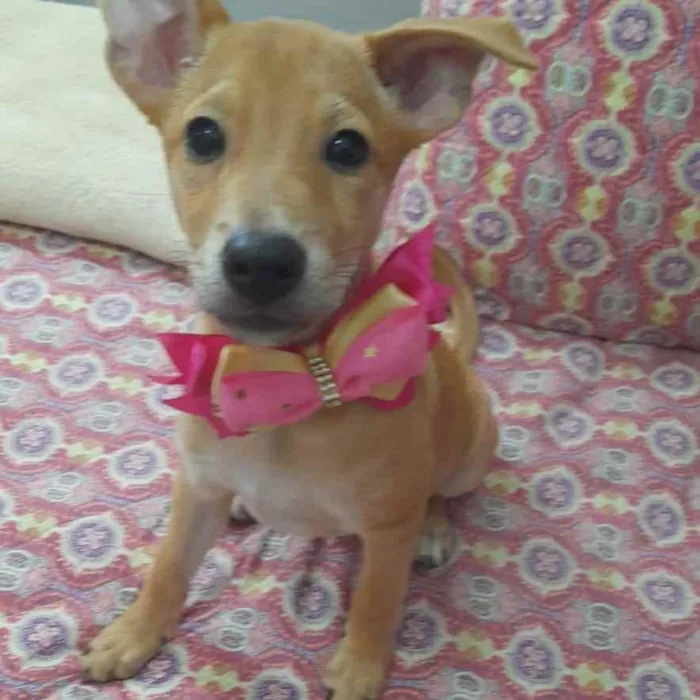 Cachorro ra a Srd idade 3 anos nome Juliette