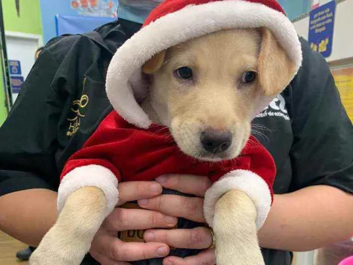 Cachorro raça SRD idade 2 a 6 meses nome FRED