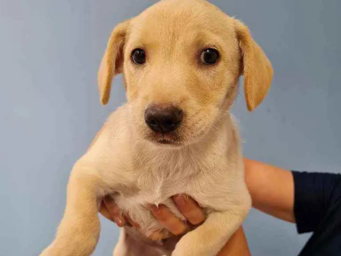 Cachorro raça SRD idade 2 a 6 meses nome FRED