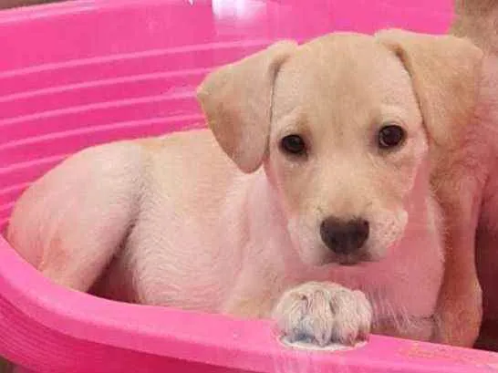 Cachorro raça SRD idade 2 a 6 meses nome FRED