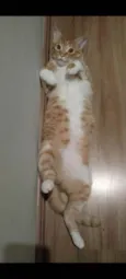 Napoleão