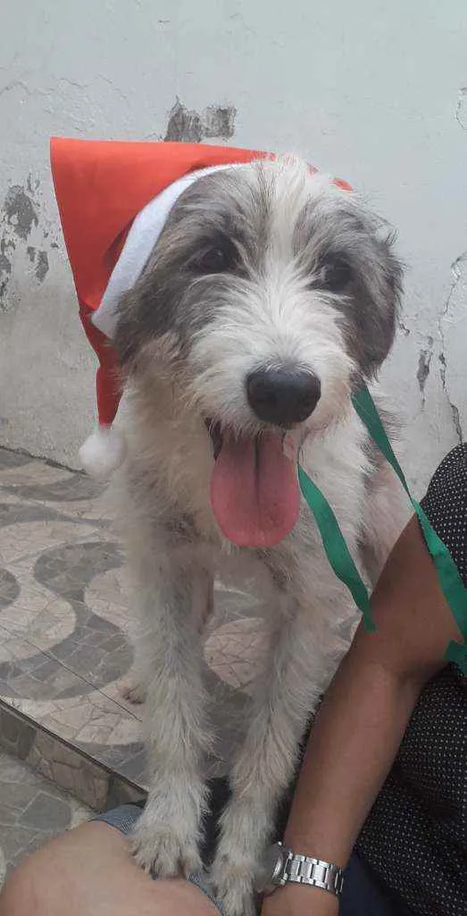 Cachorro ra a Srd idade 2 anos nome Nala