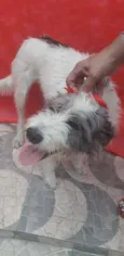 Nala
