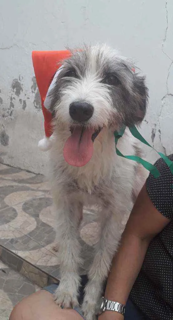Cachorro ra a Srd idade 2 anos nome Nala