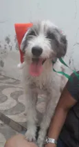 Nala