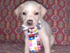 Cachorro raça Srd idade Abaixo de 2 meses nome Enzo