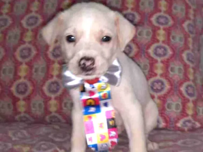 Cachorro ra a Srd idade Abaixo de 2 meses nome Enzo