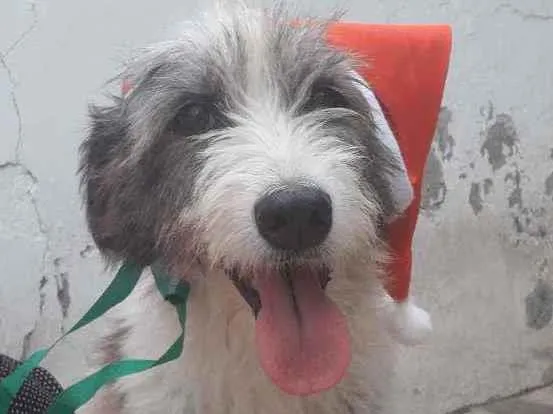Cachorro ra a Srd idade 2 anos nome Nala