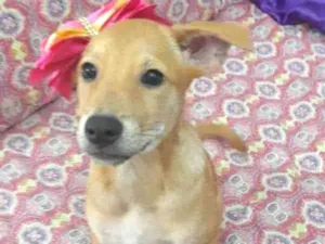 Cachorro raça Srd idade 3 anos nome Juliette