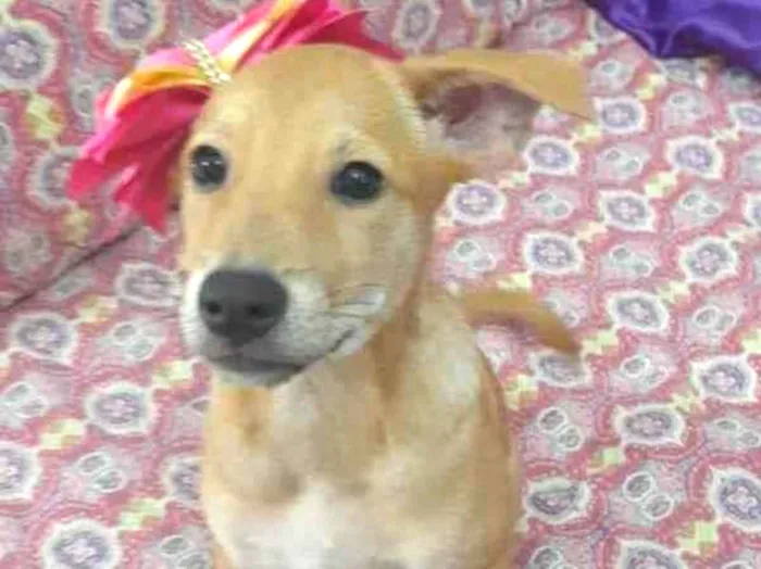 Cachorro ra a Srd idade 3 anos nome Juliette