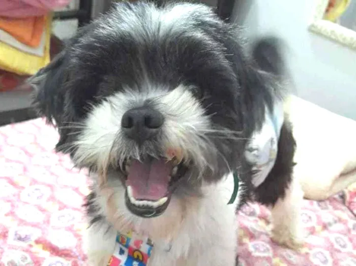 Cachorro ra a Lhasa apso idade 3 anos nome Bento