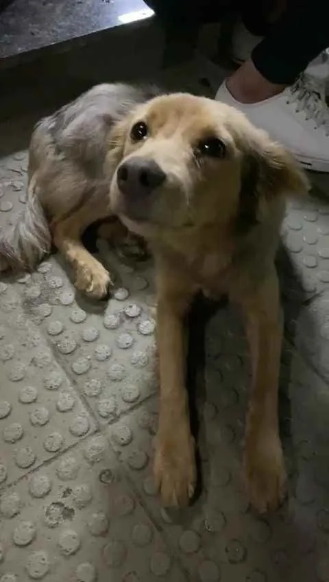 Cachorro ra a Srd ( sem raça definida)  idade 7 a 11 meses nome Julie