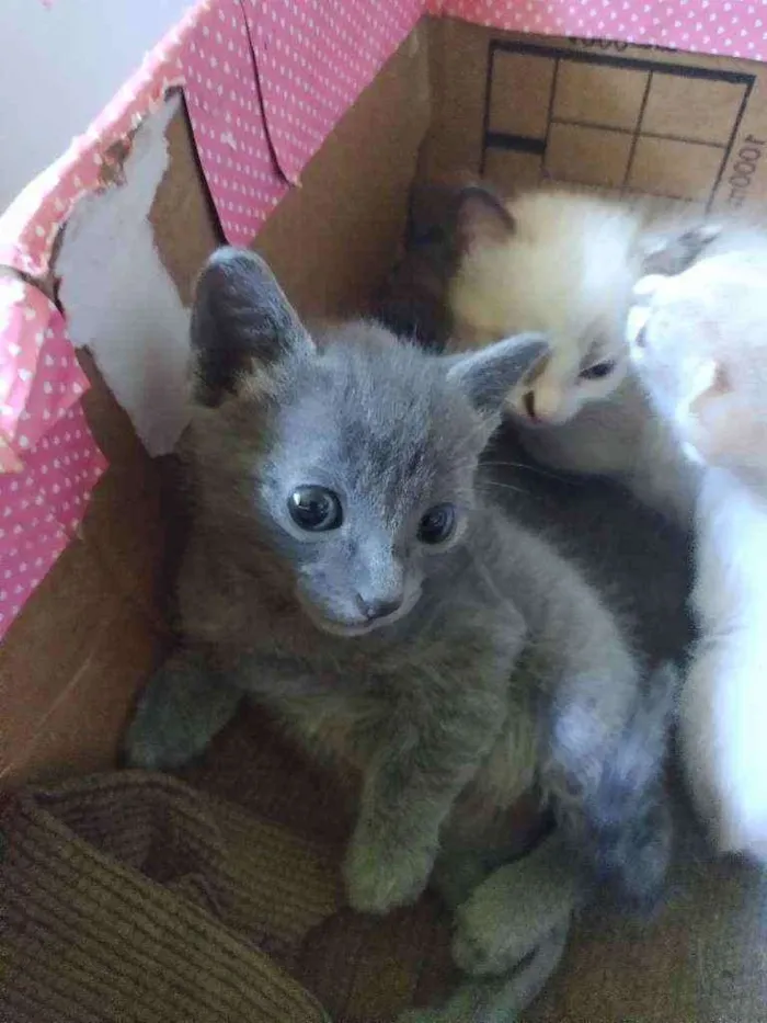 Gato raça Mix idade Abaixo de 2 meses nome Sem 