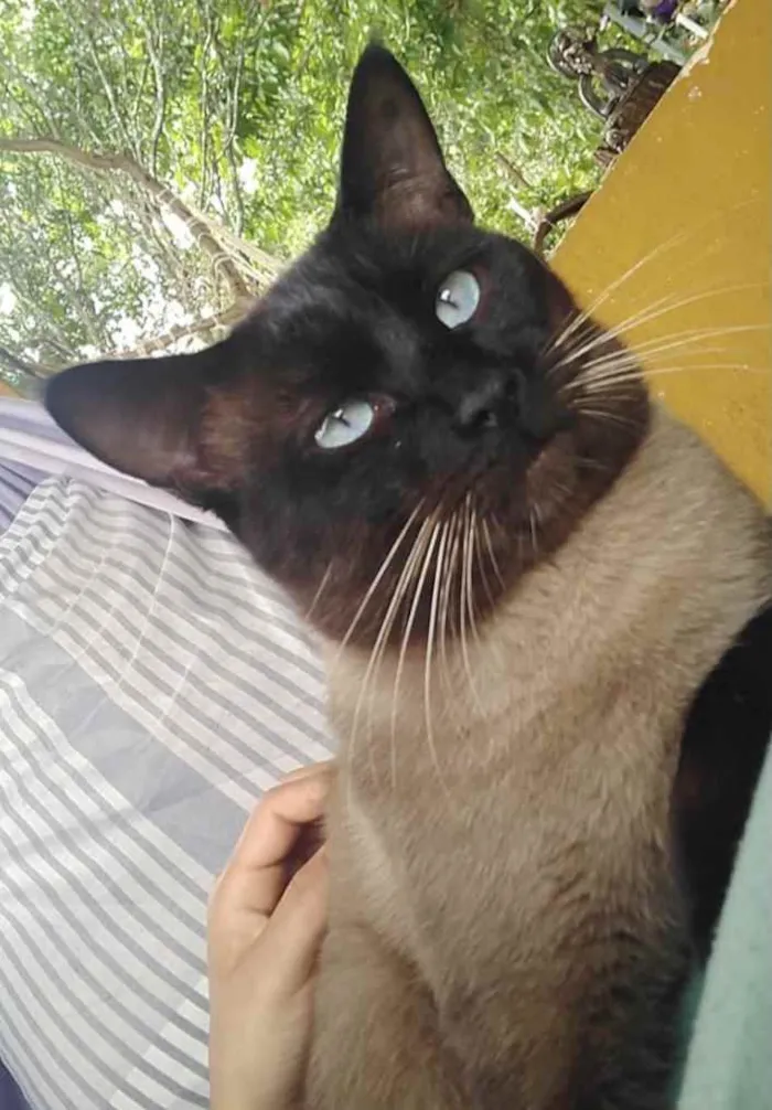 Gato ra a Siames  idade 7 a 11 meses nome Romeu 