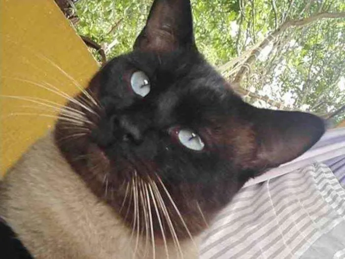Gato ra a Siames  idade 7 a 11 meses nome Romeu 