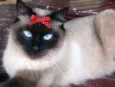 Rubi 