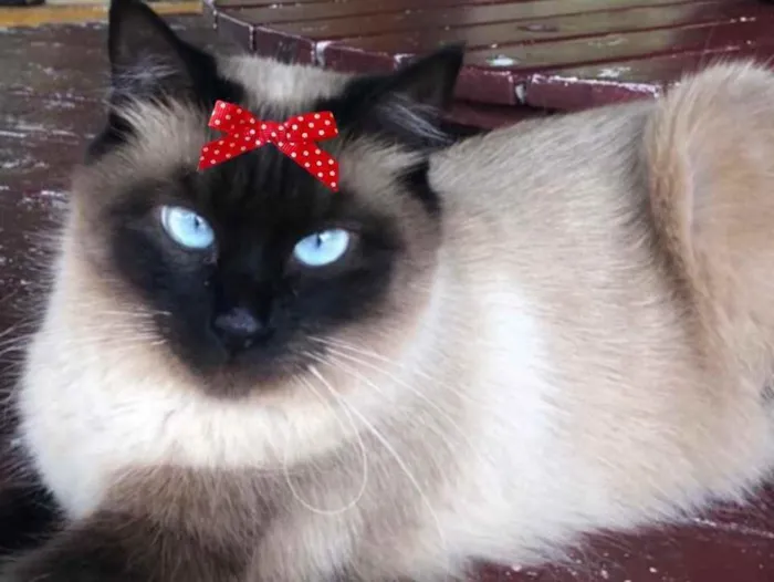 Gato ra a Siamesa  idade 7 a 11 meses nome Rubi 