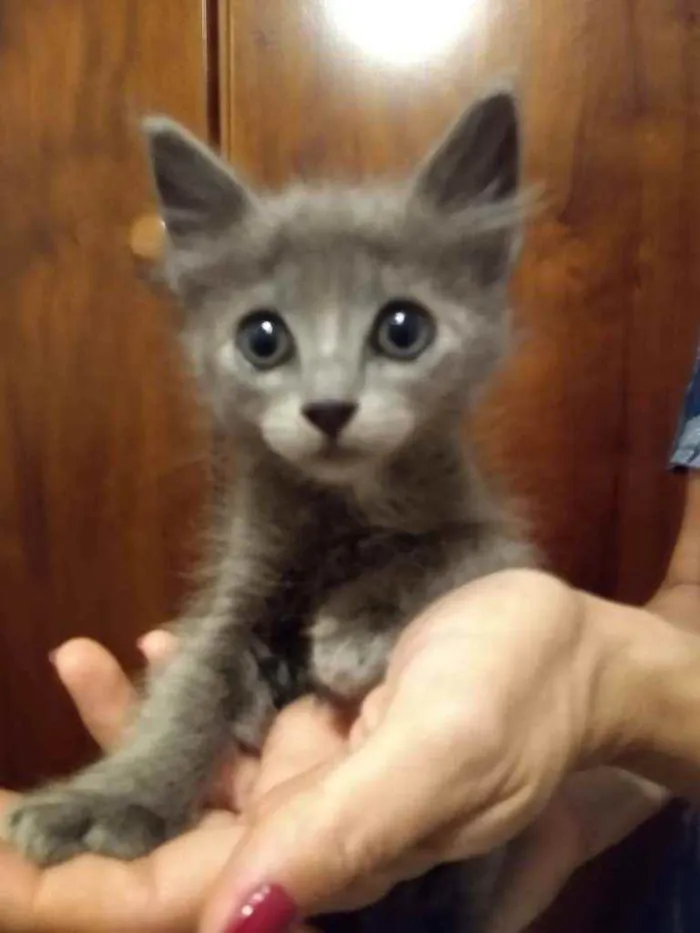 Gato raça srd idade 2 a 6 meses nome sem nome