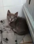 Gato raça srd idade 2 a 6 meses nome sem nome
