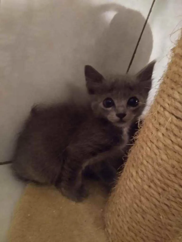 Gato raça srd idade 2 a 6 meses nome sem nome