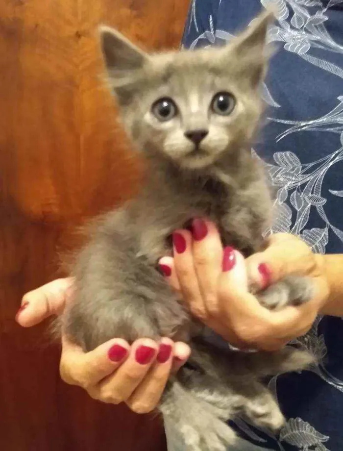 Gato raça srd idade 2 a 6 meses nome sem nome