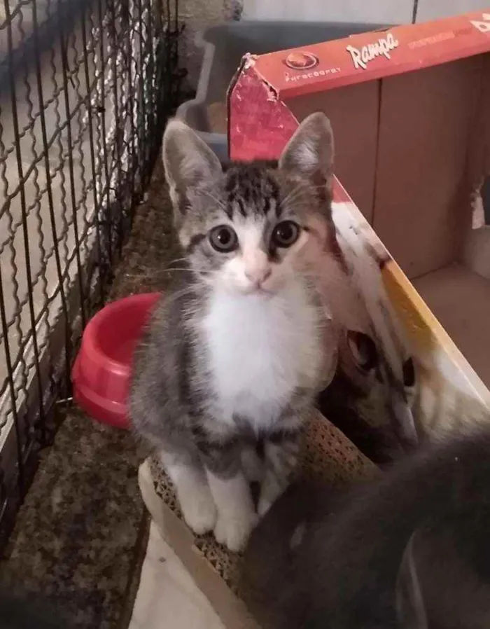 Gato raça srd idade 2 a 6 meses nome sem nome