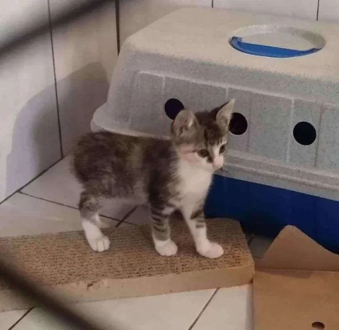 Gato raça srd idade 2 a 6 meses nome sem nome