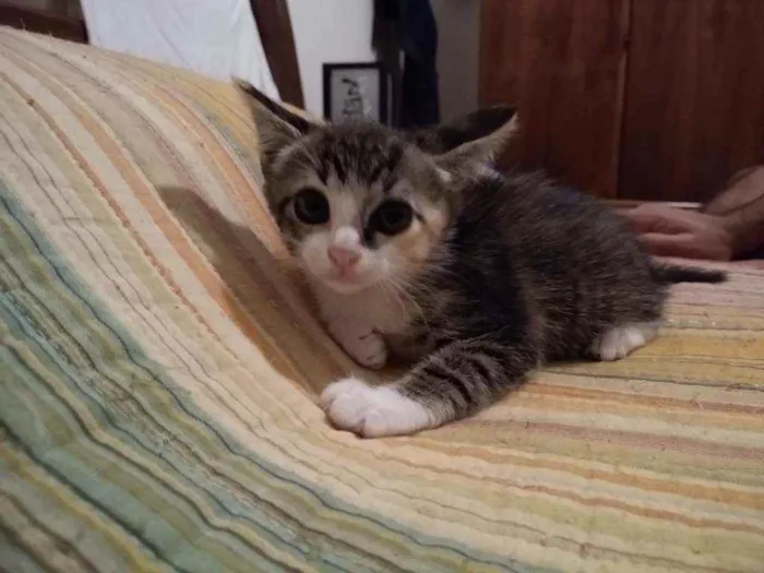 Gato raça srd idade 2 a 6 meses nome sem nome
