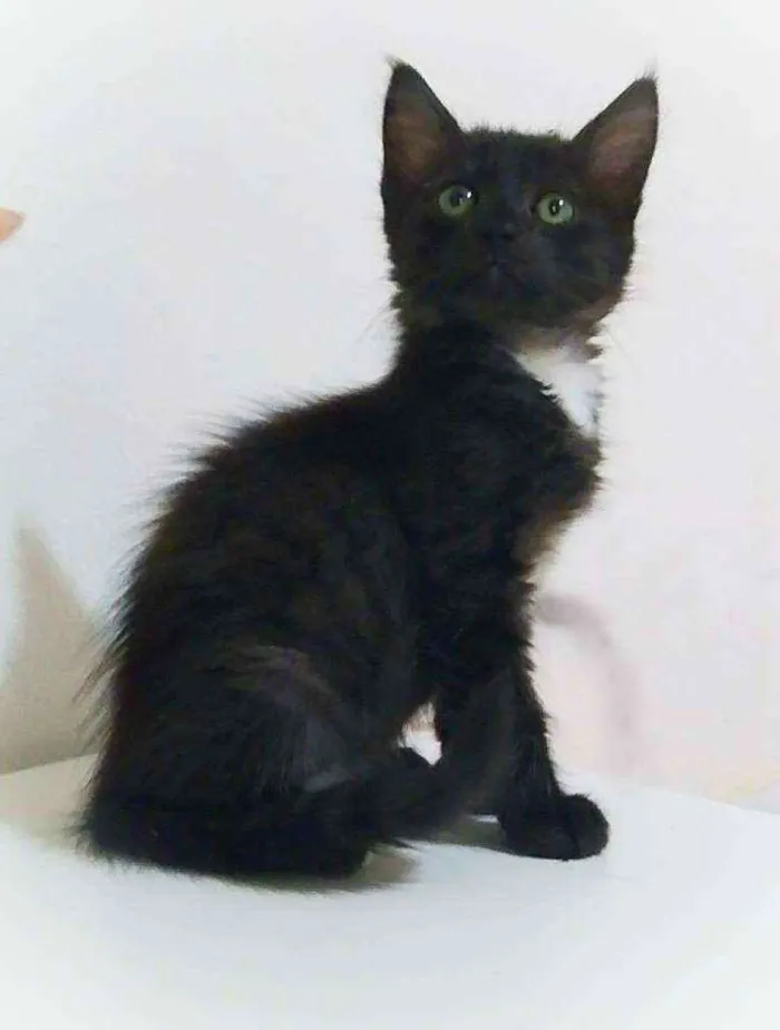 Gato ra a Srd idade 2 a 6 meses nome Zack